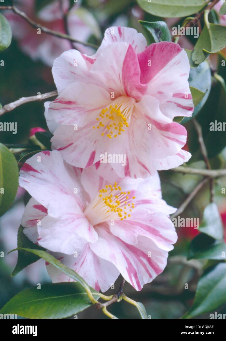 Camellia japonica - `Paul Jones Supreme'   CAM088518 Stock Photo